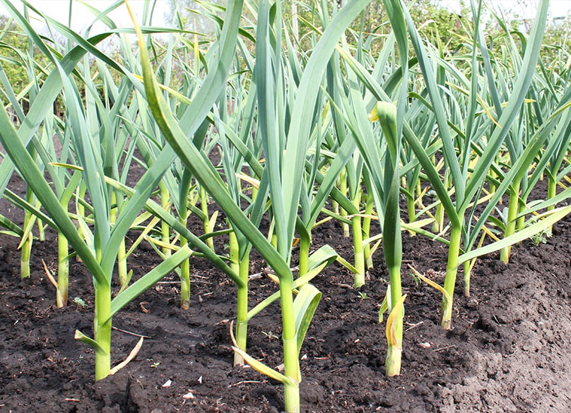  garden garlic