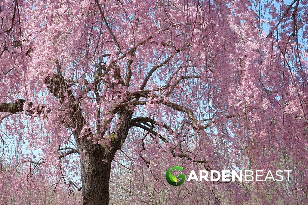 Complete Guide To Weeping Cherry Tree How To Grow Care For Them