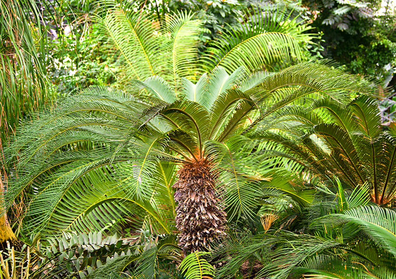 Cycad trees add a touch of exotic to your yard