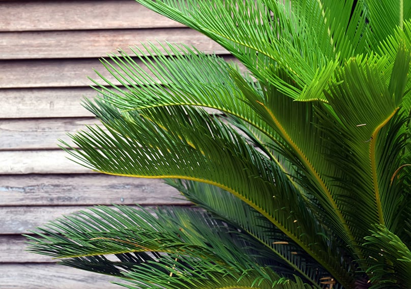 Beautiful Palm leaves