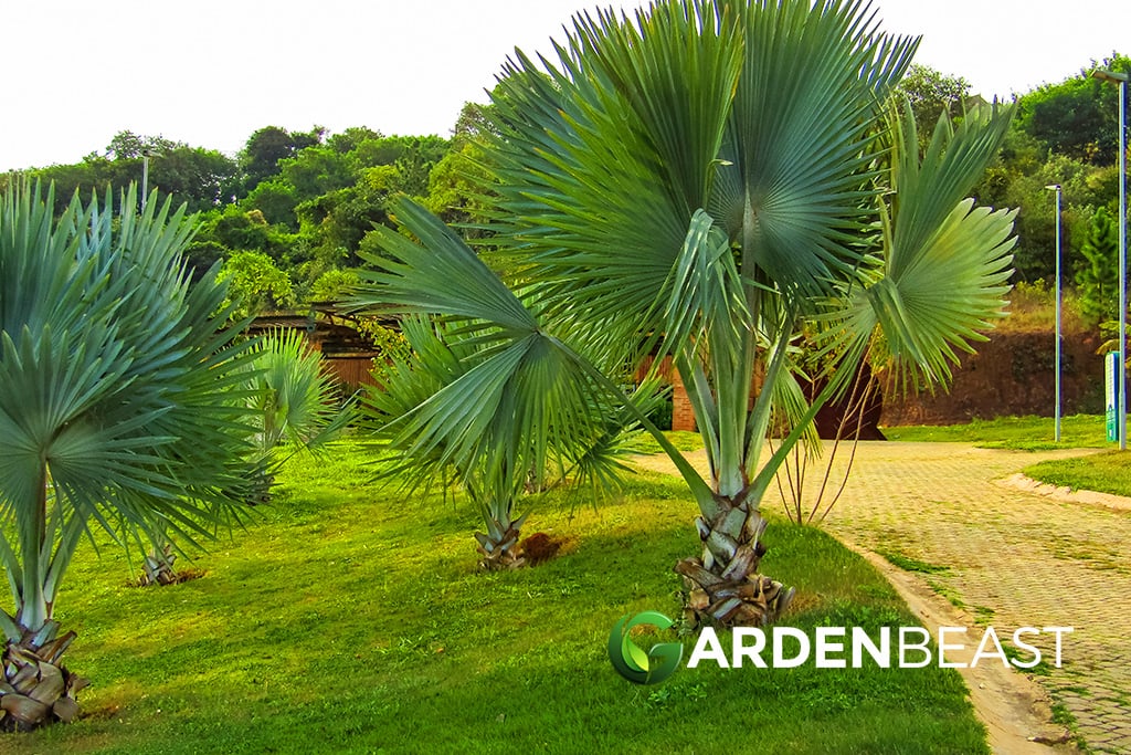 Guide To Windmill Palms How To Plant Care For Trachycarpus Fortunei