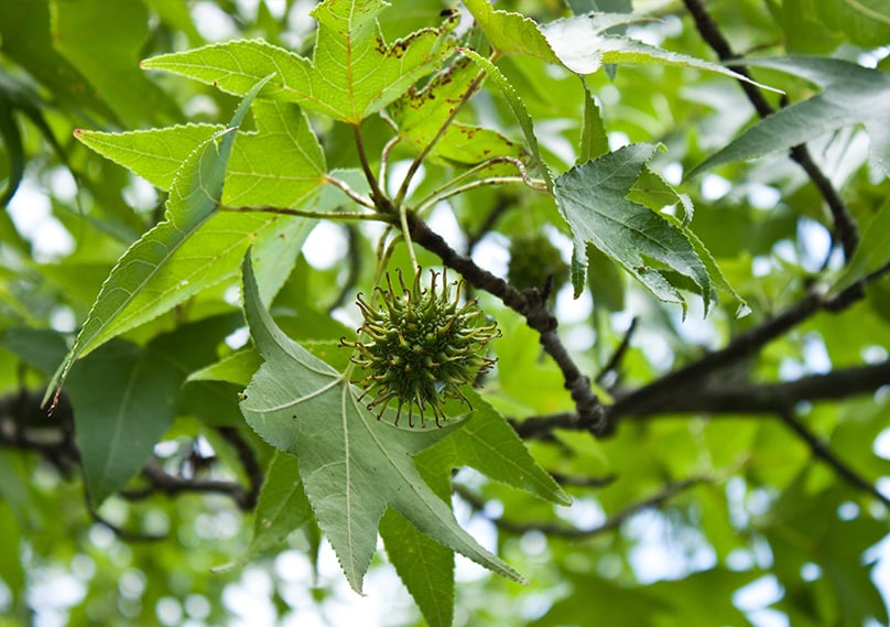 Guide To Sycamore Trees How To Grow Care For Platanus Occidentalis