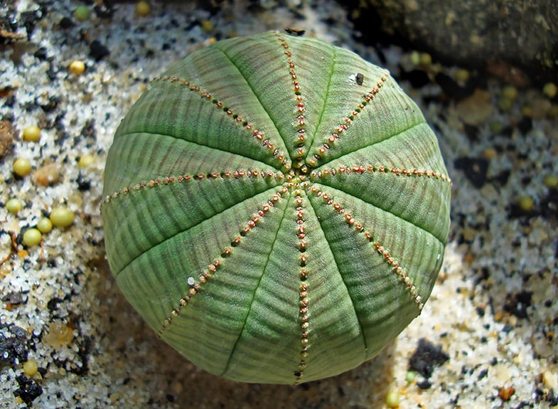 Baseball Plant