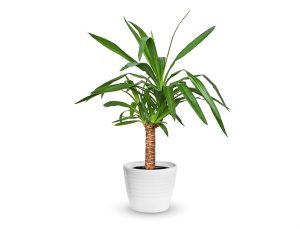 Guide to Yucca Plants: How to Grow & Care for This House Plant