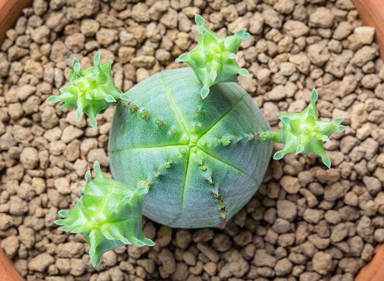 A young Euphorbia Obesa