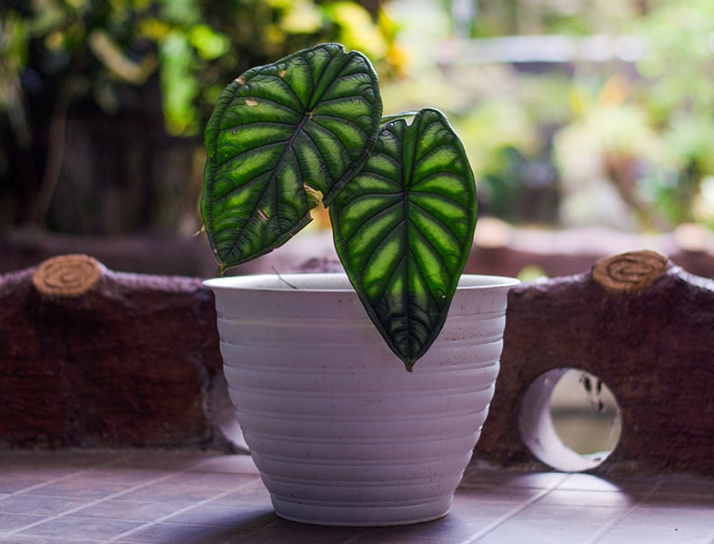 Alocasia Baginda