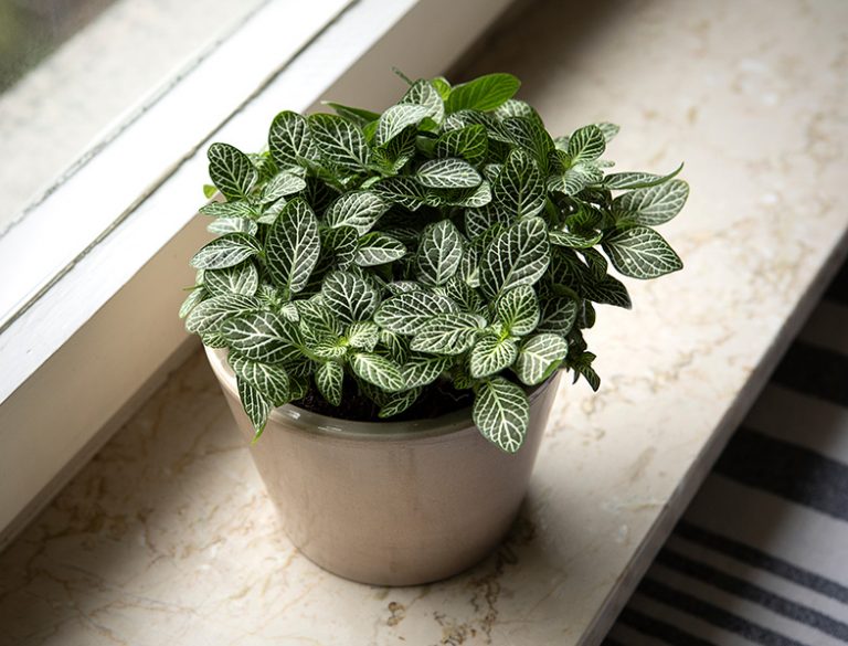 Nerve Plant Guide How to Grow &amp; Care for “Fittonia”