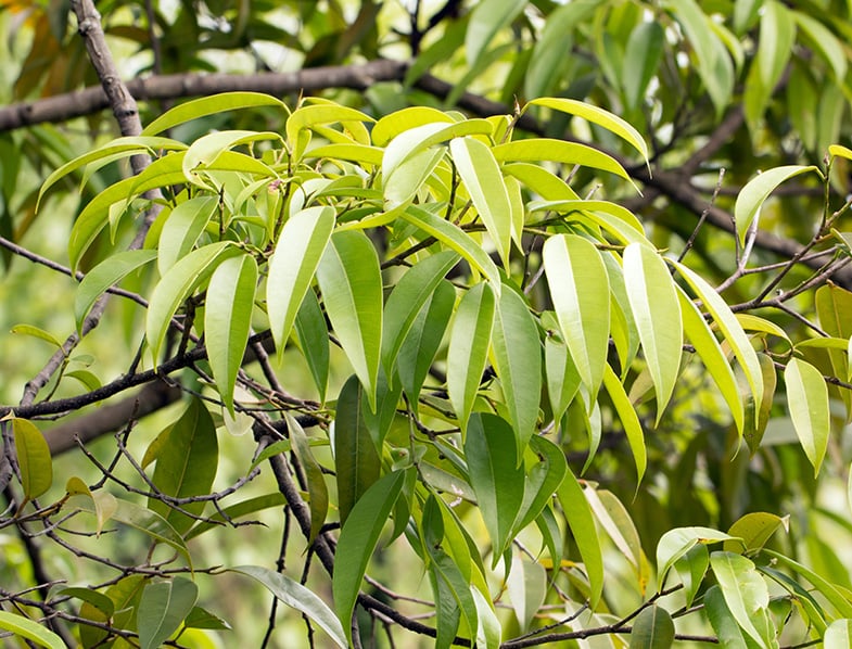 Ficus Alii leaves