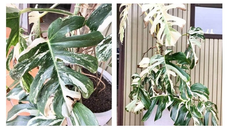 The Variegated plant in question