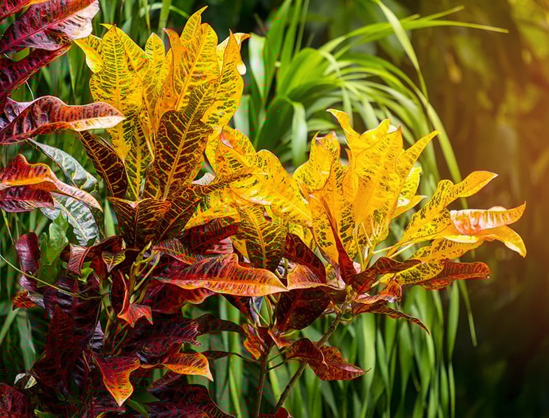 Beautiful variegated leaves
