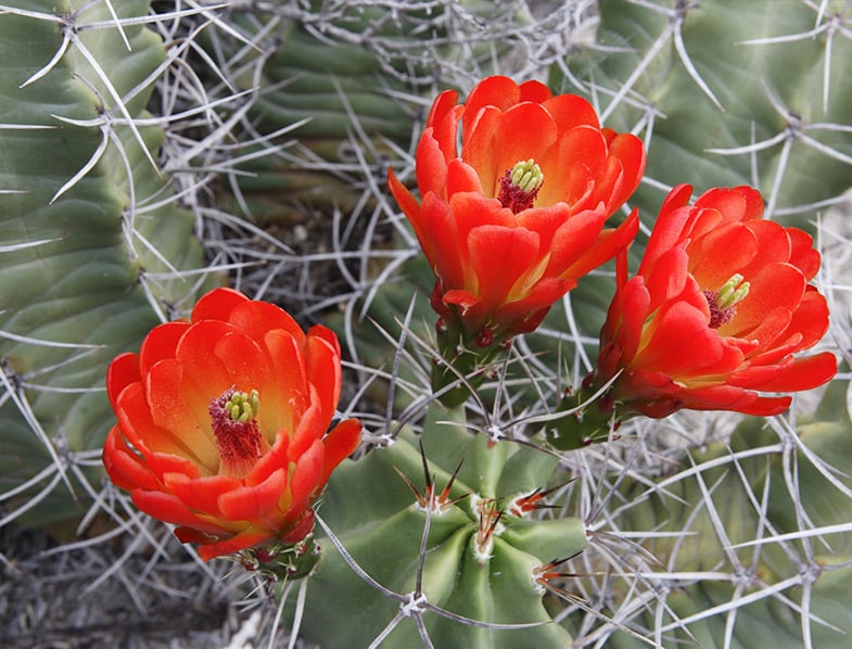 Blooming claret cup cactus
