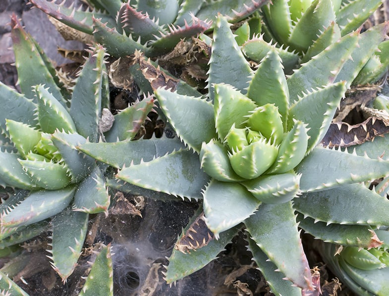 Also known as a Crocodile plant