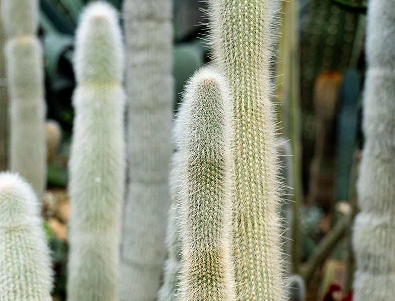 Silver Torch Cacti
