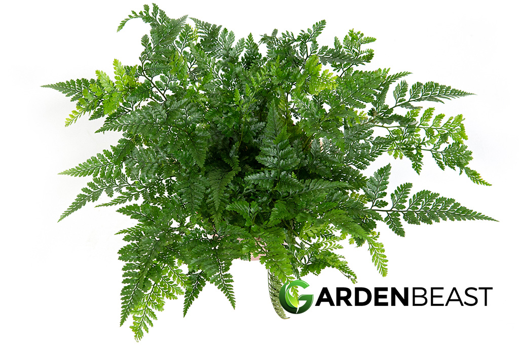 Rabbit Foot Fern Guide How To Grow Care For Davallia Fejeensis