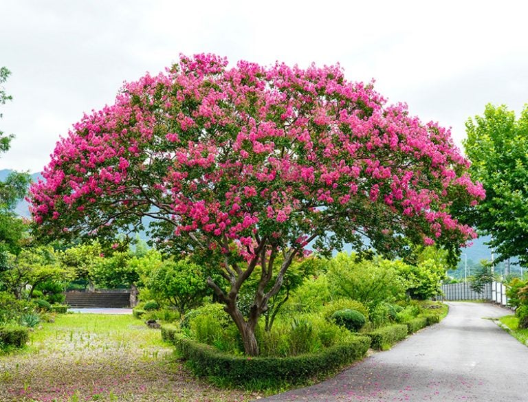 Crape Myrtle Guide How to Grow & Care for “Lagerstroemia Indica”
