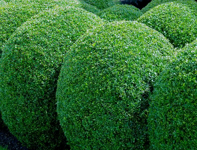 buxus sempervirens hedge