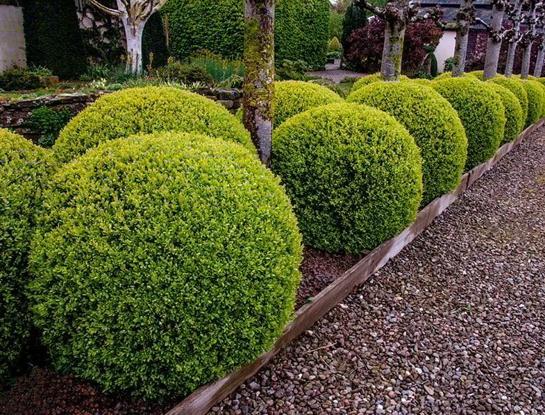 Boxwood topiary balls