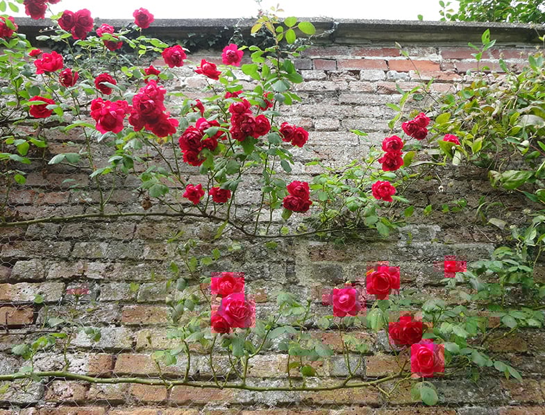 Red roses rambling up an old brick wall