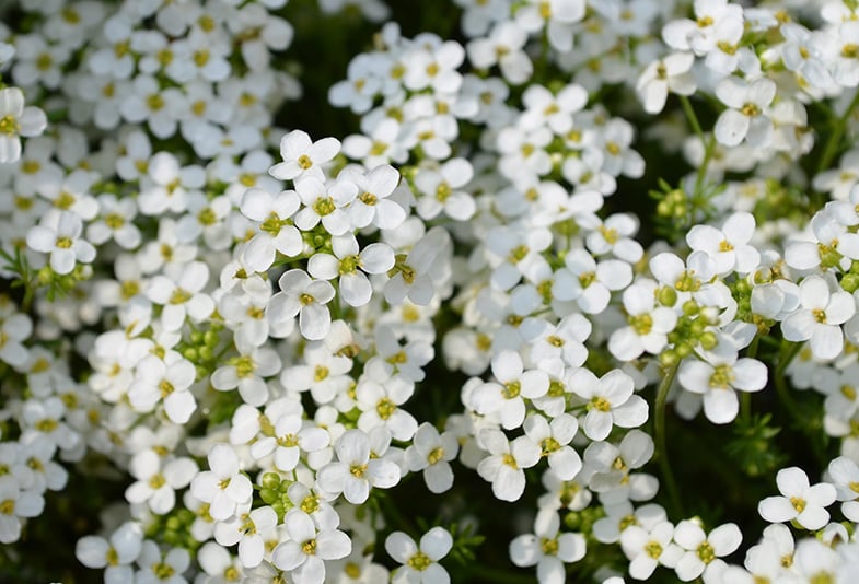 Sweet Alyssum