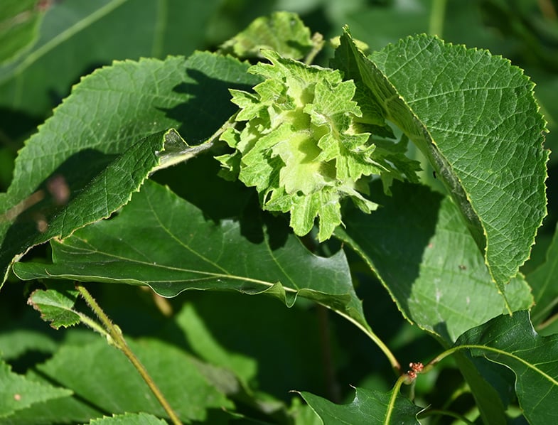 American hazelnut leaves