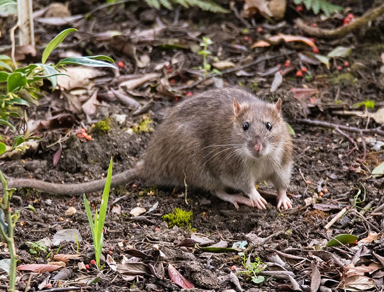 Rats can be a pest