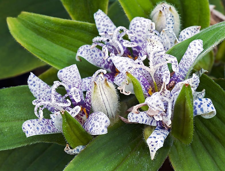 Toad Lily