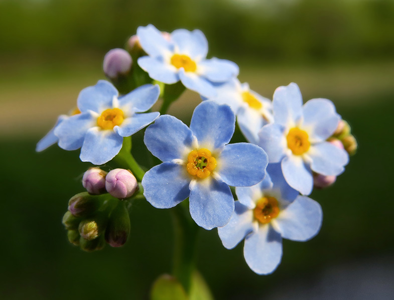 Myosotis Scorpioides Guide How to Care for “Water